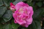 Erfurt rose photo