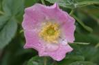 <i>R. villosa</i> rose photo