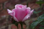 Kathleen Harrop rose photo