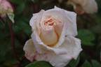 Abricoté rose photo