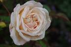 Abricoté rose photo