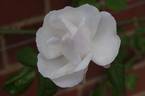Ayrshire Splendens rose photo