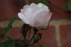 Ayrshire Splendens rose photo