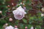 Falkland rose photo