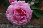 Constance Spry rose photo