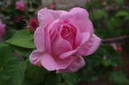 Constance Spry rose photo