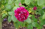Roger Lambelin rose photo
