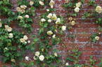 Céline Forestier rose photo