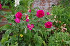 Hugh Dickson rose photo