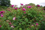 Oeillet Parfait rose photo