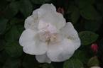 Souvenir de St. Anne's rose photo