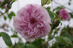 May Queen rose photo