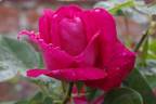 Captain Hayward rose photo