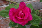 Captain Hayward rose photo