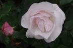 Souvenir de St. Anne's rose photo