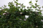 Paul's Single White rose photo