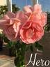 Hero ® rose photo