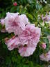May Queen rose photo