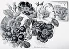 <i>Rosa Rugosa</i> 'Rubra' rose photo