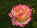 Bella'roma rose photo