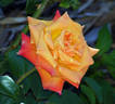Hot Romance rose photo