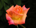Hot Romance rose photo