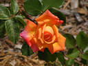 Hot Romance rose photo