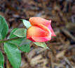 Hot Romance rose photo