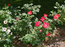 Home Run ™ rose photo