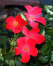 Home Run ™ rose photo
