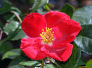 Home Run ™ rose photo