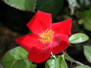 Home Run ™ rose photo
