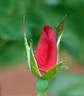 Home Run ™ rose photo