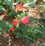 Impatient rose photo