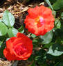 Impatient rose photo
