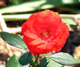 Impatient rose photo
