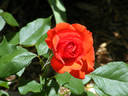 Impatient rose photo