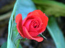 Impatient rose photo