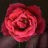 BR505 rose photo