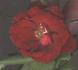 BR508 rose photo