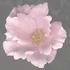 PG01 rose photo