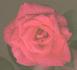 JW-01 rose photo