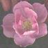 BQ01 rose photo