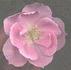BQ01 rose photo