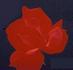 Lucious rose photo