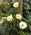Anthony Meilland, Cl. rose photo