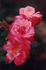 Amy's Delight rose photo