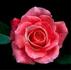 Checkmate ™ rose photo