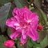 KR-01 rose photo