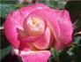 Aliena ™ rose photo